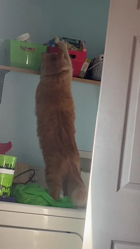 Cat Knocks Stuff Off Shelf While Sneaking Treats, Indiana, USA - 30 Oct 2025 Vídeo Stock 320503318