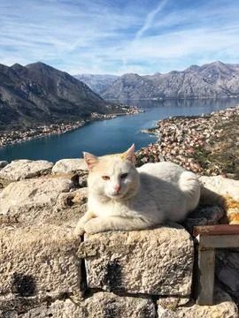 Cat in Kotor 库存照片