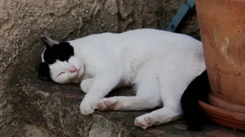 A cat in La Ciotat Stock Footage 204719360