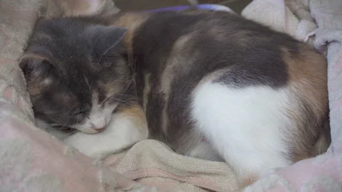 Cat in labor having contractions Video stock 329623414