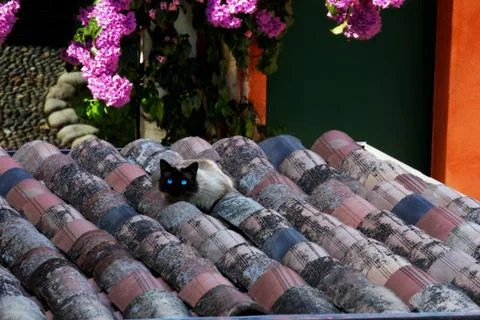 Cat Lake Garda Stock Photos