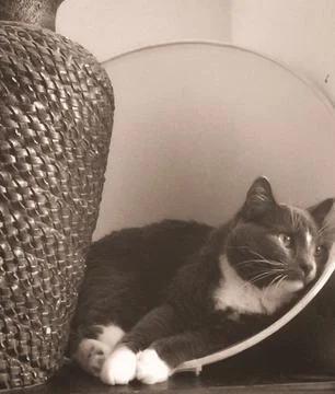 Cat In the Lamp Stock Photos