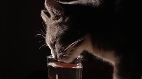 Cat laping water Stock Footage 69027726