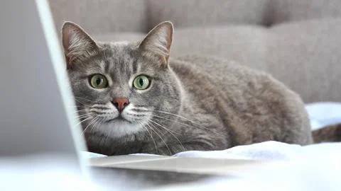 Cat with laptop on a sofa, expressive eyes of a cat looking at the camera Stock Footage 289769498