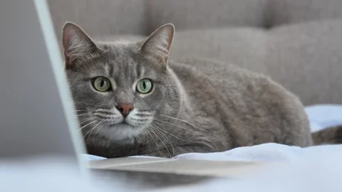 Cat with laptop on a sofa Video stock 286133211