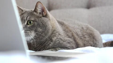 Cat with laptop on a sofa Stock Footage 289769503