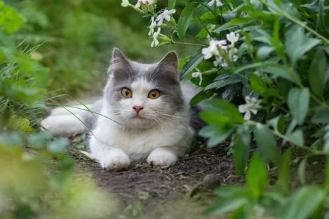 Cat with large fluffy tail smelling the flower in the garden. Cute cat lying  스톡 사진
