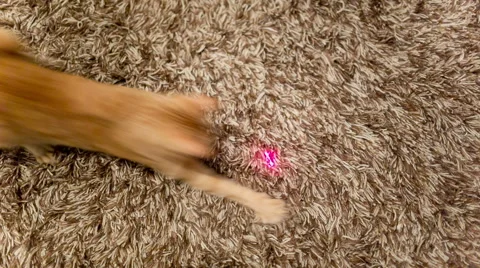 Cat with Laser Pointer - Crazy Orange Tabby Kitty Having Fun with Toy Stock Footage 45593347