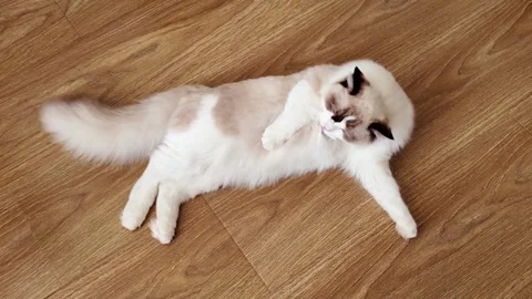 The cat is lashing its tail while lying on the floor. Stock Footage 281191621