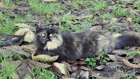 Cat on the lawn amid fallen walnut leaves Stock Footage 221721029