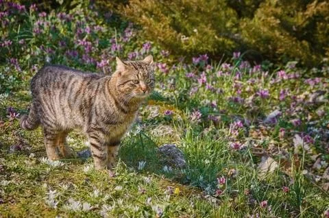 Cat on the Lawn Stock Photos