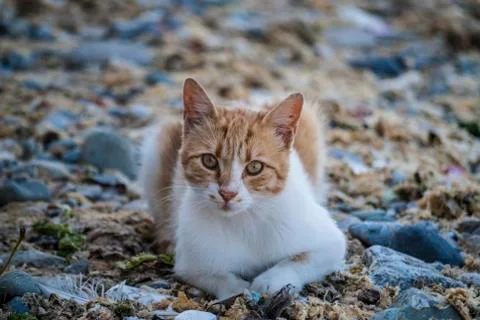 Cat lay on the beach Stockfoto's
