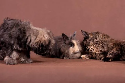 The cat lay down carefully next to a rabbit and a puppy Stock Photos