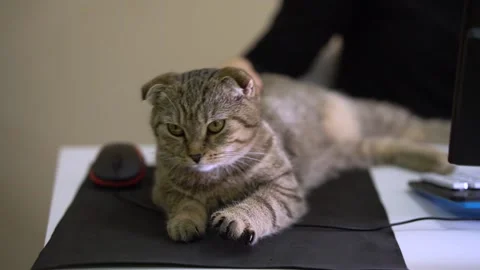The cat lay down on the table next to the computer mouse. Stock Footage 143471220