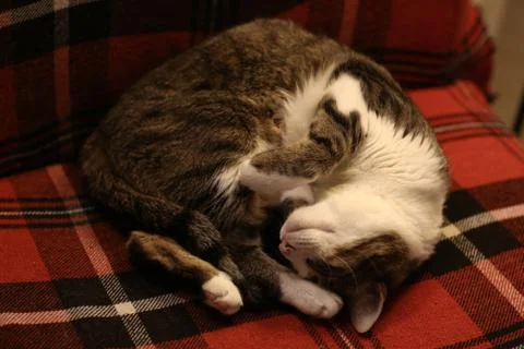 Cat lay sleep on checked woolen carpet close up photo Stock Photos