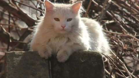Cat lay in sunny Stock-Footage 45642287