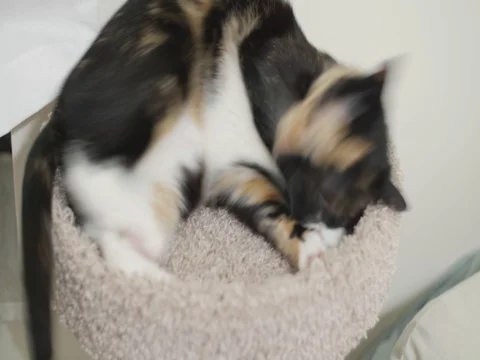 Cat laying and scratching her perch Video stock 81690137