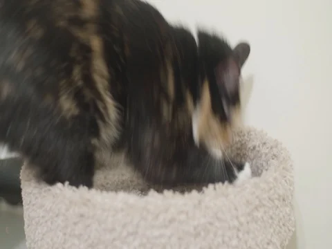 Cat laying and scratching her perch Stock Footage 81690141