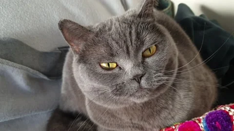 Cat laying on a bag 動画素材 148256570