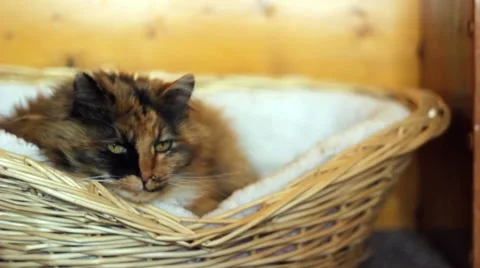 Cat laying in basket Stock Footage 4241059