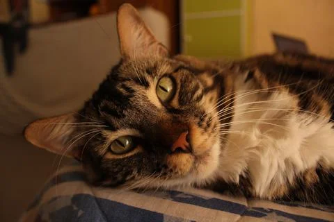 Cat laying on bed looking at camera with sleepy eyes 스톡 사진