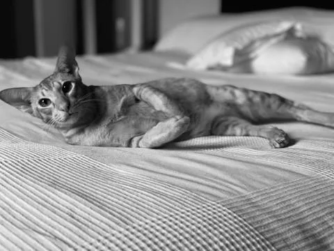Cat is laying on the bed 写真素材