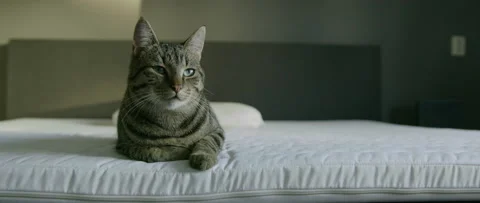 Cat laying on bed waiting Stock Footage 209188856