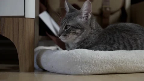 Cat Laying in Catbed Video stock 147061214