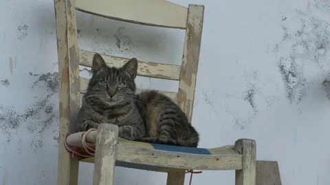 Cat Laying on Chair Stock Footage 77353514