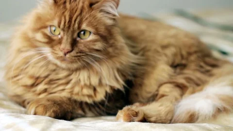 Cat laying down on a bed and looking outside - Unfocused Video stock 87090274