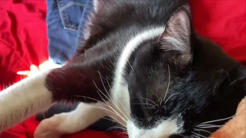 Cat laying down 库存影片 194738118