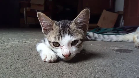 Cat laying down Stock Footage 250551538
