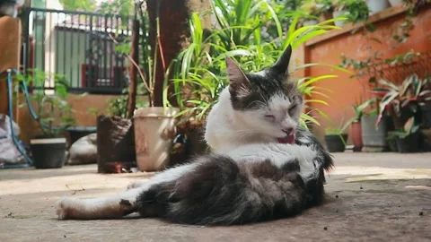 Cat laying down on the ground cleaning his body with his tongue Stock Footage 242097670