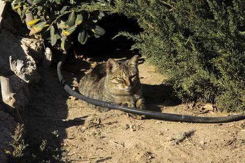 A cat laying down on the ground 스톡 사진