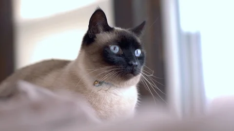 Cat Laying Down Looking outside Stock Footage 127577747