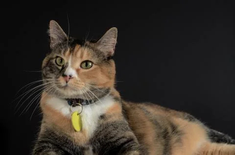 Cat laying down in a relaxed pose Stock Photos