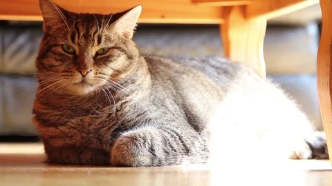 Cat, Laying down, resting Stock Footage 80061084