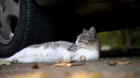 Cat laying down under the car Video stock 118711373