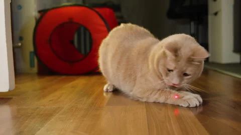 Cat laying down waves tail back and forth focusing on catching red laser Stock Footage 252061913