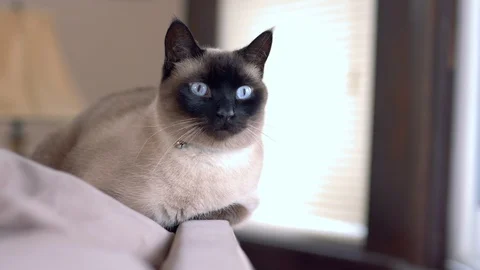 Cat Laying on Edge of Couch Video stock 127577823