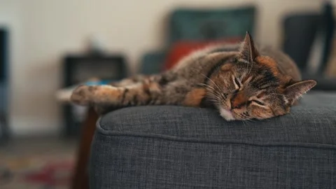 Cat laying on edge of a gray couch in a home Stock Footage 313319989