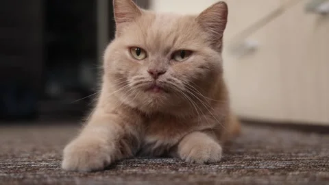 A cat is laying on the floor with its head up and looking at the camera. Th.. Video stock 332558294