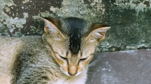 Cat Laying On Floor While Man Hand Scratch And Grope On Its Body Stock Footage 78401670
