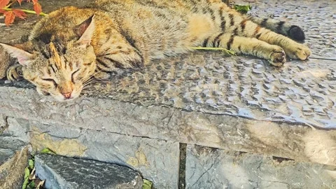 A cat that is laying. Stock Footage 282680327