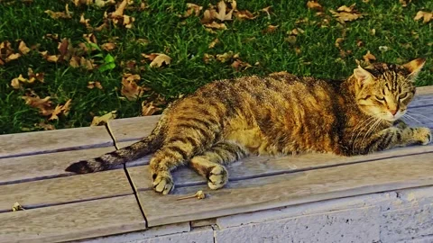 A cat that is laying. Stock Footage 284064201