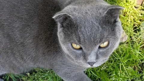 Cat laying on the grass and looking at the camera Stock Footage