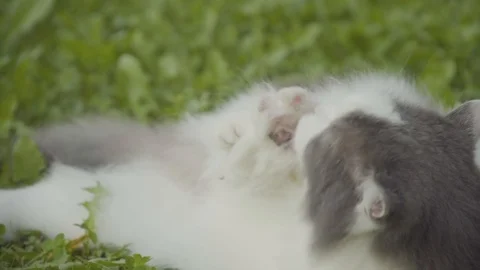Cat laying on grass licking it's paw (2) Stock Footage 94367724
