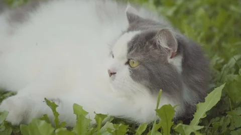 Cat laying on grass looking around 2 4k Stock Footage 94251346