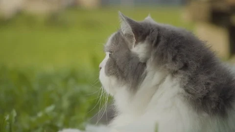 Cat laying on grass looking around 3 4k Stock Footage 94251902