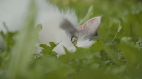 Cat laying on grass looking at the camera Stock Footage